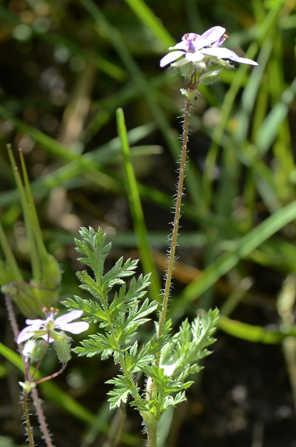 Erodium cicutarium / Becco di Gr comune